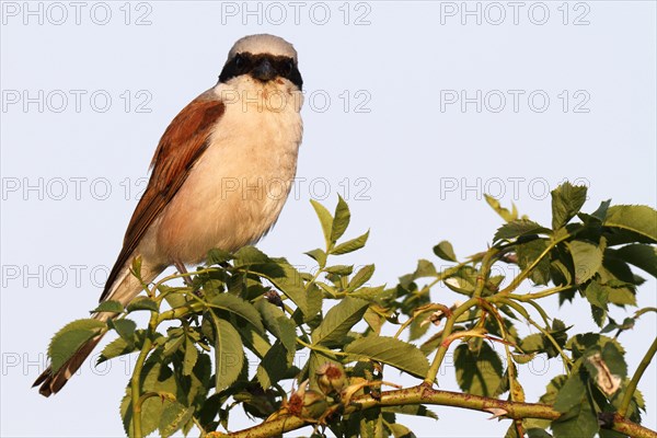 Red-backed Shrike