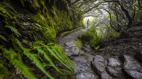 Hiker, Mystic forest with mist, Vereda Francisco Achadinha hiking trail, Rabacal, Madeira, Portugal, Europe