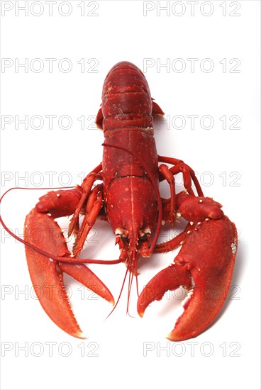 Breton lobster