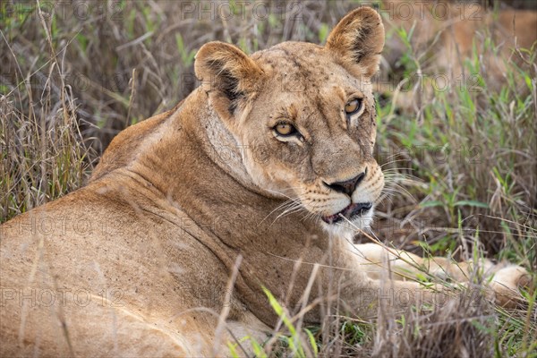 Lioness, animal portrait, Taita Hills Wildlife Sanctuary, Kenya, Africa