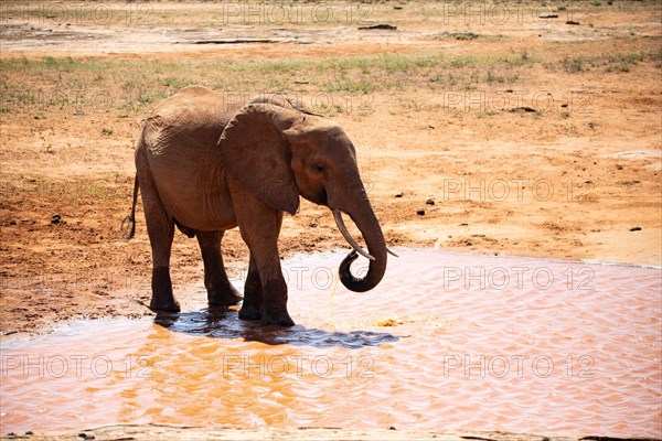 A lone elephant in the savannah at a watering hole in Tsavo National Park, Kenya, East Africa, Africa