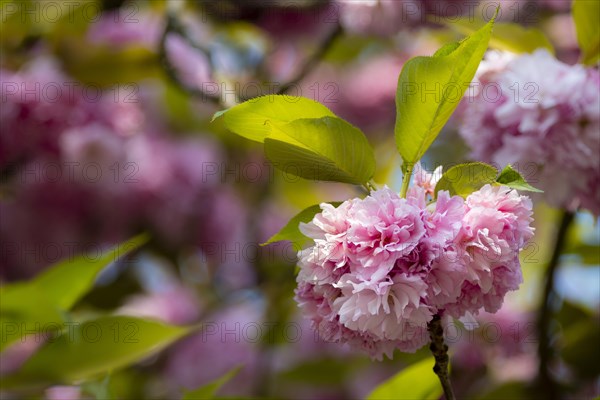 Pink cherry blossoms in spring, close up