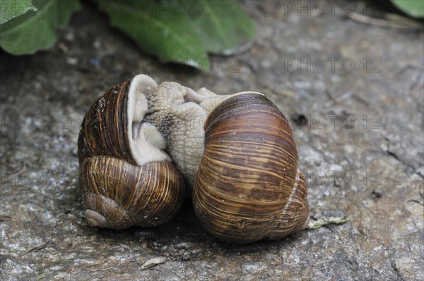 Burgundy snails