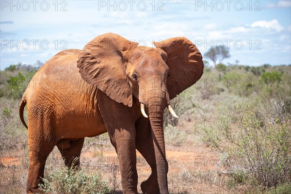 Elephant in Tsavo National Park, Kenya, East Africa, Africa