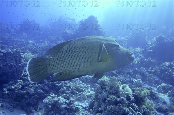 Humphead wrasse