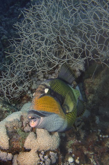 Titan triggerfish