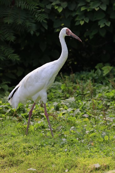 Barnacle Crane, Snow Crane, Siberian Crane