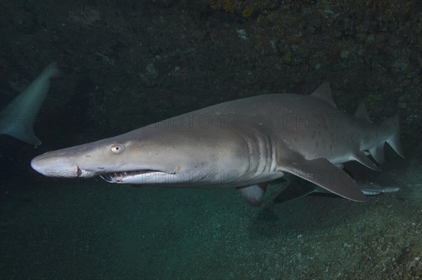 Sand tiger shark