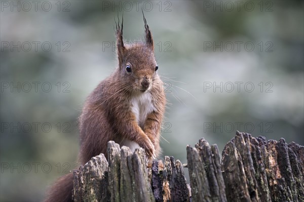 Eurasian red squirrel