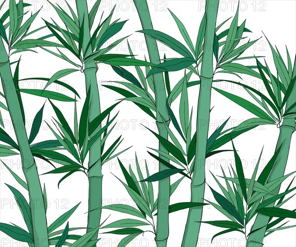 Hand drawn bamboo forest vector sketch