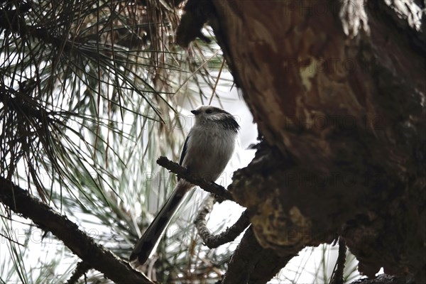 Long-tailed tit