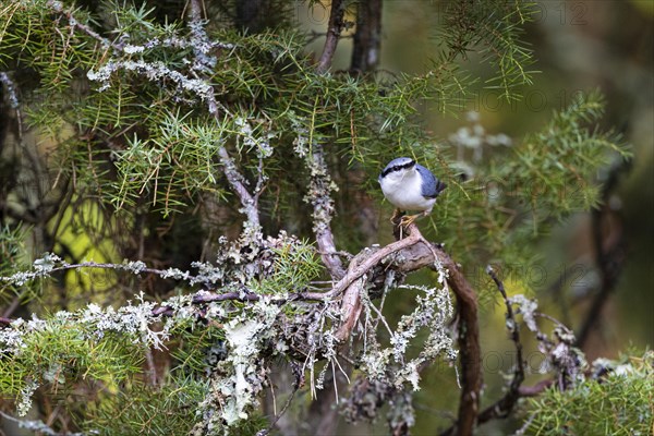 Northern eurasian nuthatch