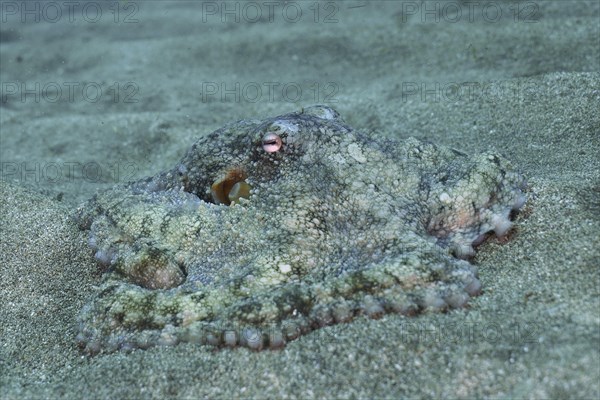 Well camouflaged common octopus
