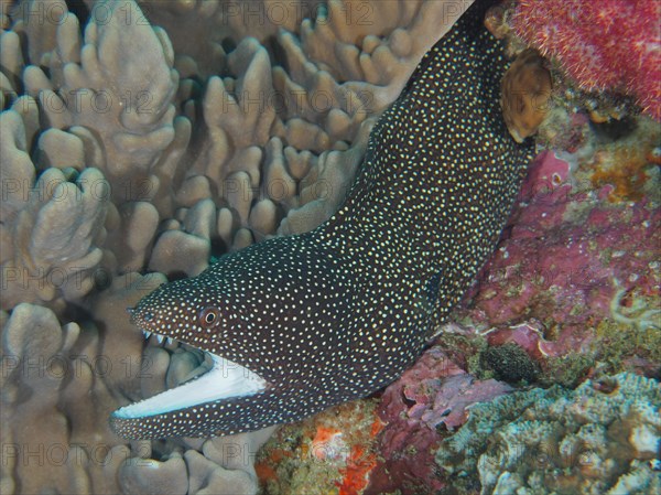 Turkey moray