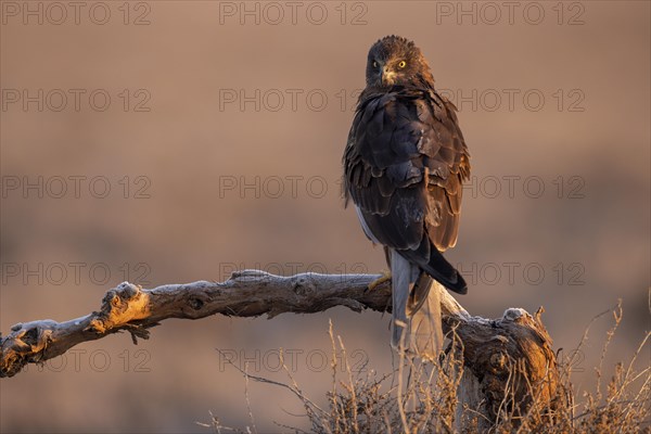 Western marsh-harrier