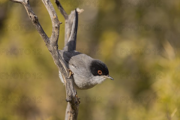 Sardinian warbler