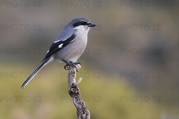 Southern grey shrike