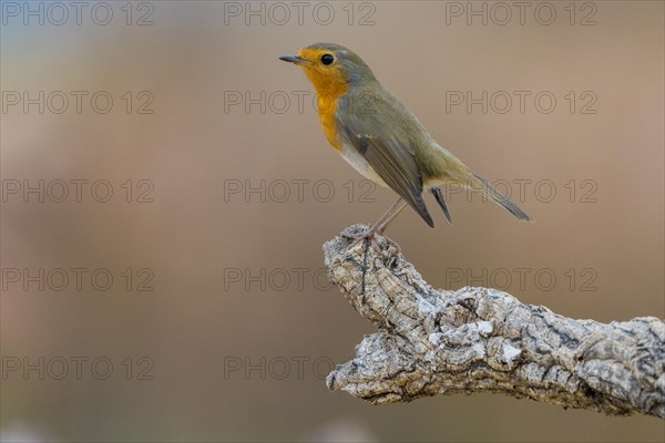 European robin