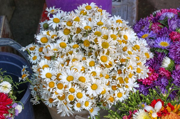 Beautiful bouquet of daisy flowers on street flower vendor