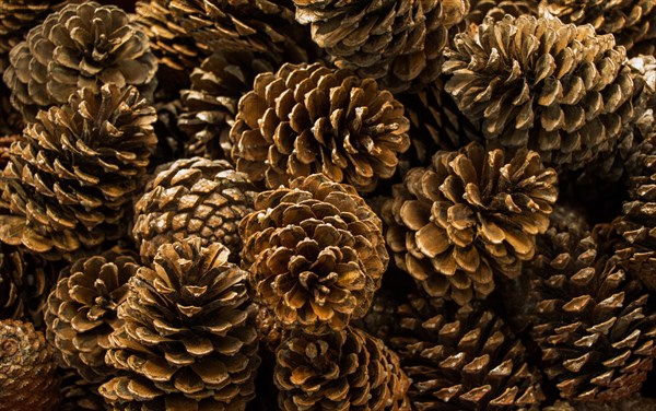 Pine cones of the pine tree in view