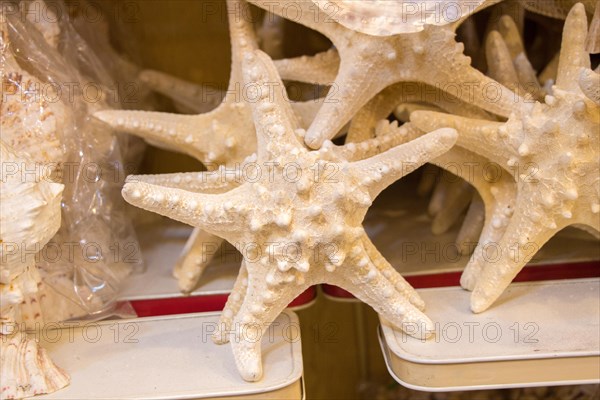 Beautiful starfish for decorative purposes