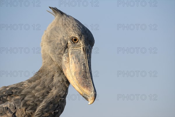 Shoebill