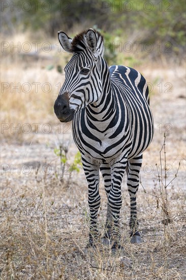 Plains Zebra of the subspecies crawshay's zebra