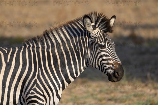 Plains Zebra of the subspecies crawshay's zebra