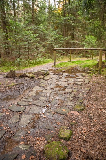 Barefoot Park in the Forest, Schoemberg, Black Forest, Germany, Europe