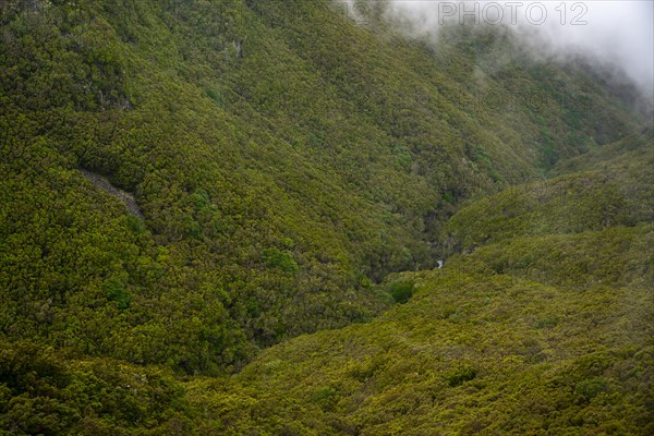 Green forest and hills of Rabacal, Paul da Serra, Madeira, Portugal, Europe