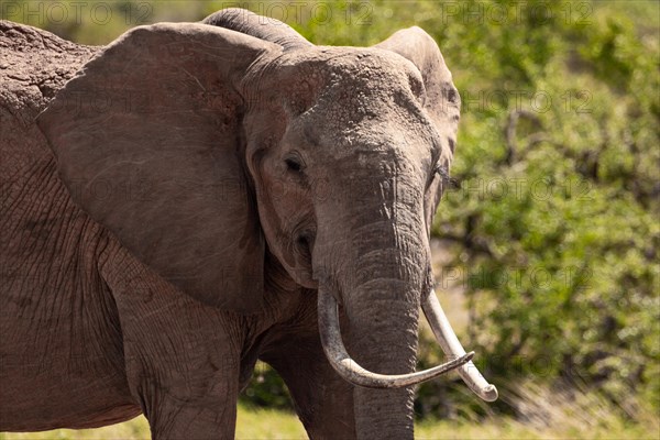 A beautiful large elephant roaming the savannah. Beautifully detailed shot of the elephant in search of food and water. The famous red elephants in the gene of Tsavo West National Park, Kenya, Africa