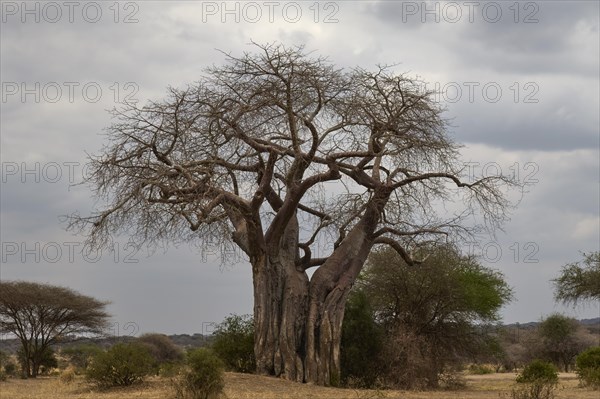 African baobab