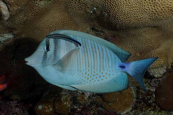 An desjardins sailfin tang