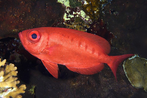 Common bigeye