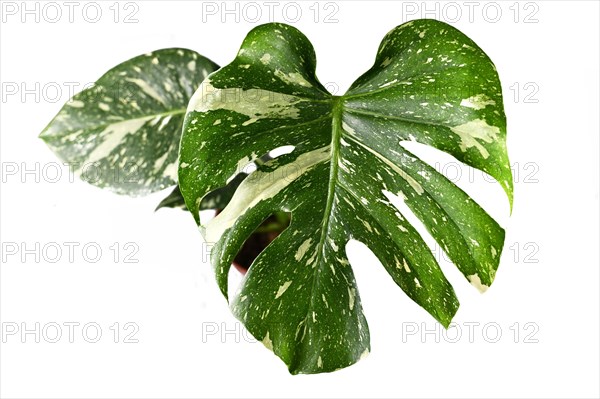 Leaf of Monstera Thai Constellation houseplant with white sprinkles