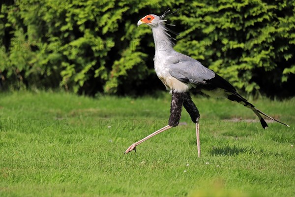 Secretary bird