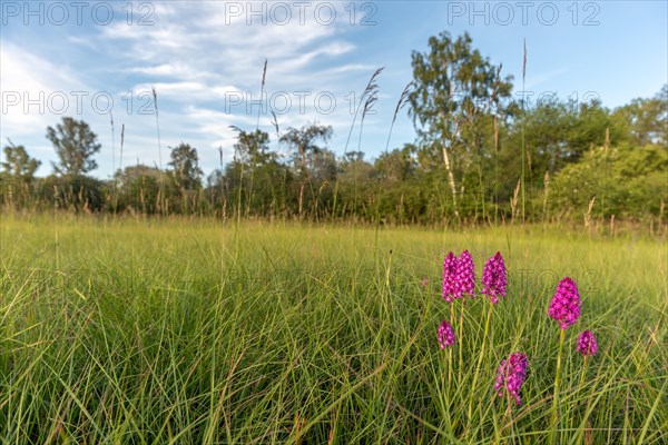 Pyramidal orchid in a meadow in spring. Alsace, France, Europe