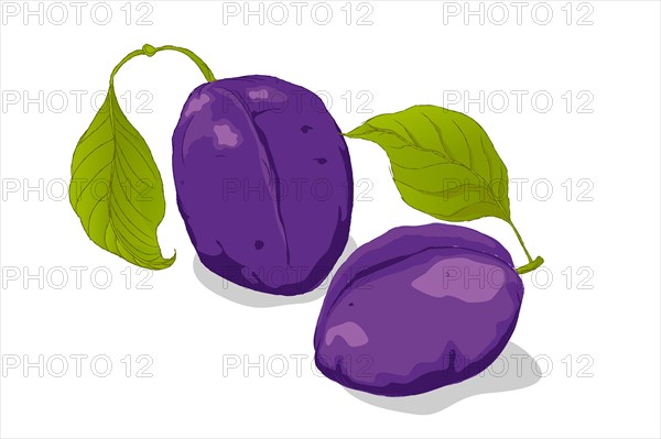 Purple plums and leafs hand drawn vector over white background