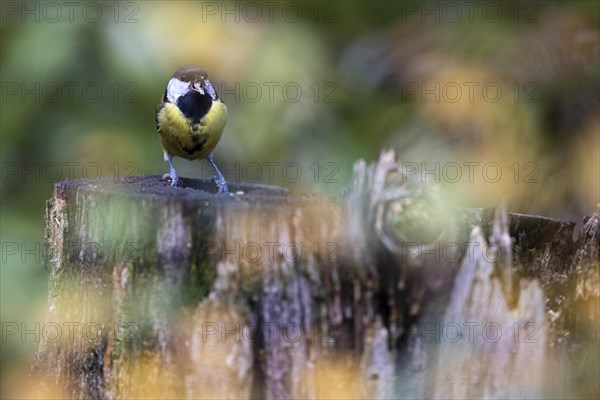 Great tit