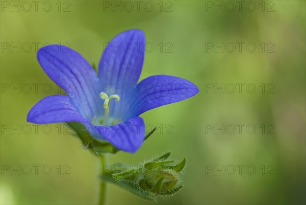 Spreading bellflower