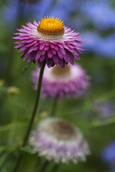 Golden everlasting