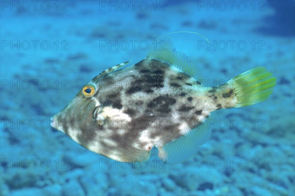 Brown filefish