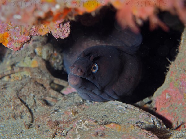 Black moray eel