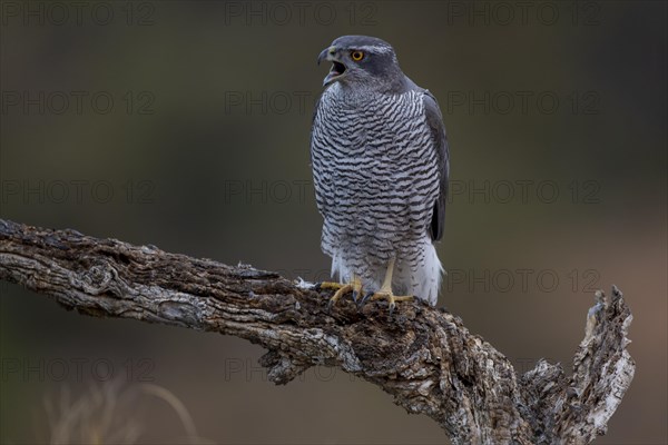 Northern goshawk