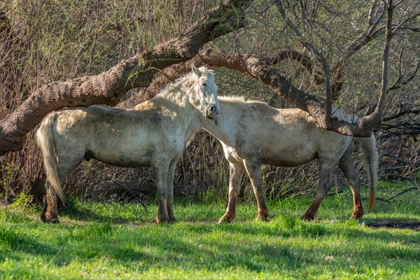 Camargue horse portrait in a pasture in the Camargue National Park. Provence-Alpes-Cote dAzur, France, Europe