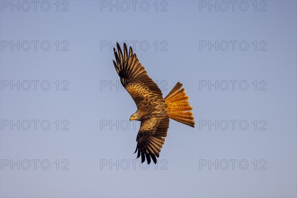 Red Kite