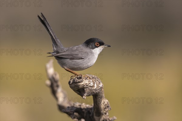 Sardinian warbler