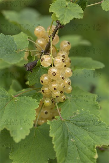 Fruit cluster of the white currant