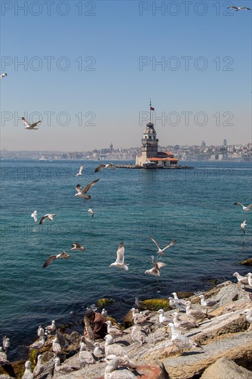 Seagulls and Maidens Tower located in Istanbul