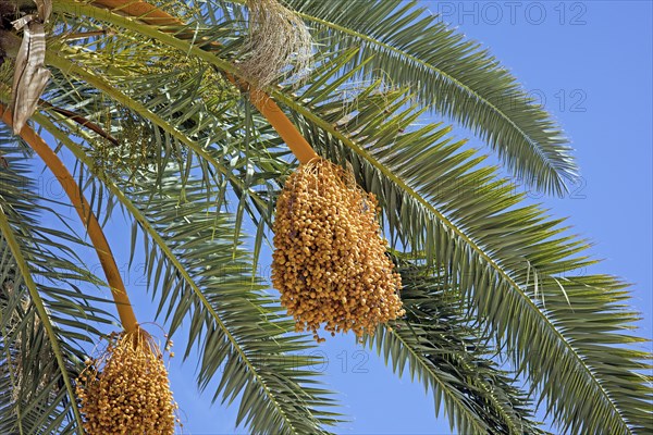 Fruiting of a date